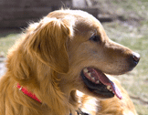 Golden Retriever Rescue dog