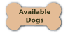 Great Lakes Golden Retriever Rescue Available Dogs