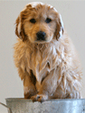 Golden Retriever Rescue dog