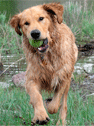 Golden Retriever Rescue dog