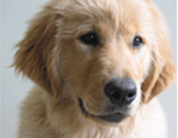 Golden Retriever Rescue dog